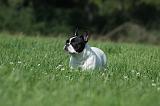 BOULEDOGUE FRANCAIS 741
